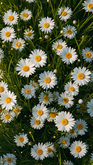 Vibrant field of white daisies with yellow centers, surrounded by lush green grass, creates lively and cheerful summer scene