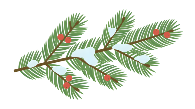 Winter pine branch with red berries, isolated on white background.