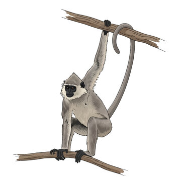 a graceful langur hanging upon a forest branch