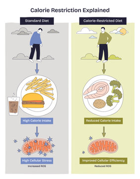 Calorie restriction explained via side-by-side diets, food plates, mitochondria and arrows show reduced intake lowers cellular stress and boosts efficiency. Doodle style diagram