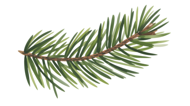Pine branch with natural texture detail, isolated on white background.