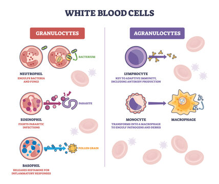 White blood cells diagram shows granulocytes vs agranulocytes, highlighting neutrophil, lymphocyte, and monocyte with functions against pathogens. Outline diagram