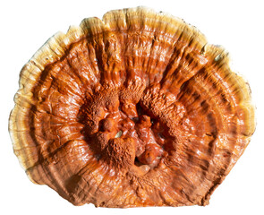 Side lighting on the top of a large mushroom that grew out of some dead wood