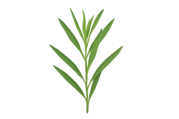 Fresh green herb sprig with slender, pointed leaves along central stem