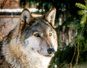 gray wolf canis lupus
