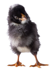 White and black chicken chick in wonder