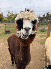 Obraz premium portrait laineux d'un alpaga curieux