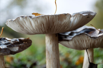 photography with close-up view of mushrooms, autumn mushrooms, gifts of nature