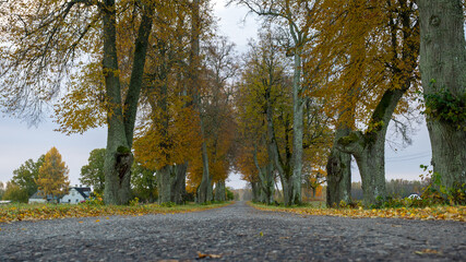 charming alley of trees in autumn, gold leaves cover the trees and the ground, sunny autumn day,