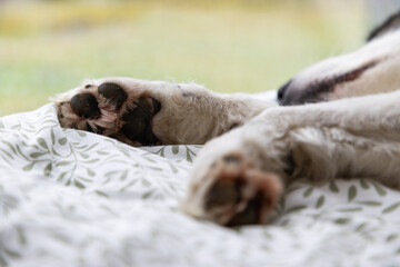 white dog sleeping. in big cozy bed