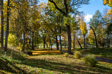 a charming alley of trees in autumn, gold leaves cover the trees and the ground, sunny autumn day