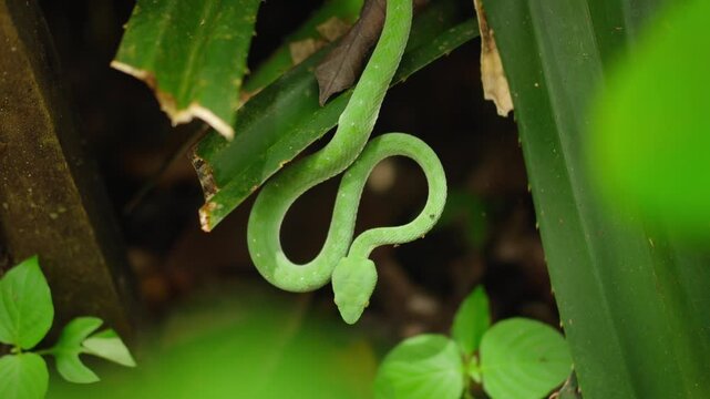 Close up of wild Chinese tree viper Stejneger pit viper on bamboo. Dangerous venomous snake in natural habitat, wildlife and reptile concept in lush green environment	
