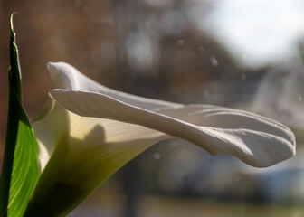 white calla lilies in backlight, indoor plants on the windowsill, apartment interior