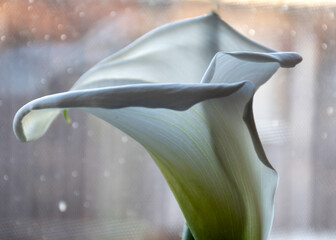 white calla lilies in backlight, indoor plants on the windowsill, apartment interior