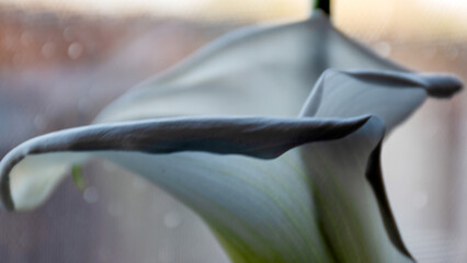 white calla lilies in backlight, indoor plants on the windowsill, apartment interior