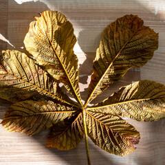 autumn leaf texture, tree leaf close-up