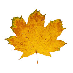 Autumn Maple Leaf Isolated on Transparent Background – Yellow and Orange Fall Foliage Close-Up