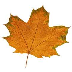 Autumn Maple Leaf Isolated on Transparent Background – Yellow and Orange Fall Foliage Close-Up