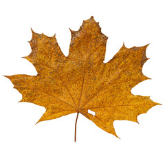 Autumn Maple Leaf Isolated on Transparent Background – Yellow and Orange Fall Foliage Close-Up