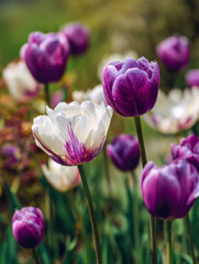 Fototapeta premium Beautiful purple and white tulips blooming in a sunlit garden with soft green foliage creating a vibrant springtime floral scene
