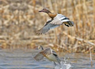 A pair of garganeys (Spatula querquedula) in breeding plumage take off from the surface of a pond