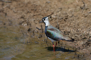 An adult northern lapwing (Vanellus vanellus) in breeding plumage is photographed close-up with a worm in its beak.