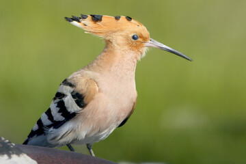 A very close-up portrait of a Eurasian hoopoe (Upupa epops) captured against a blurred background © VOLODYMYR KUCHERENKO