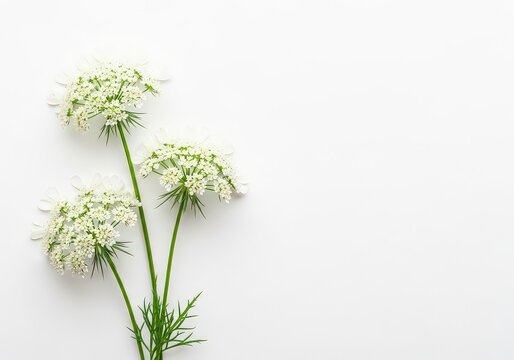Delicate Queen Anne's Lace Flowers on White Background - Elegant Nature Detail
