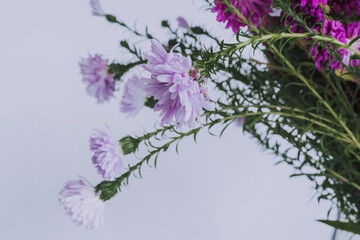 Close-up of soft purple aster flower