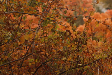 Autumn colors in the park