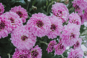 Close-up of blooming pink chrysanthemums