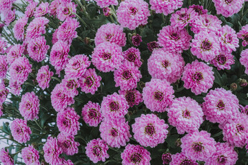 Close-up of blooming pink chrysanthemums