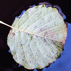 autumn leaf texture, tree leaf close-up