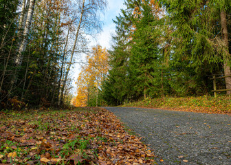 calm autumn landscape, park in autumn colors, colorful tree leaves cover the ground,