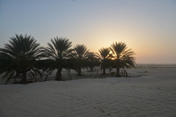 Palm Trees at Dawn in Tunisian Desert