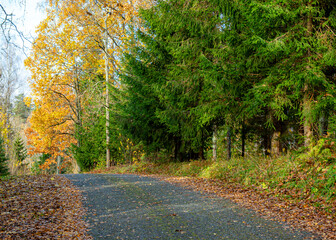 calm autumn landscape, park in autumn colors, colorful tree leaves cover the ground,