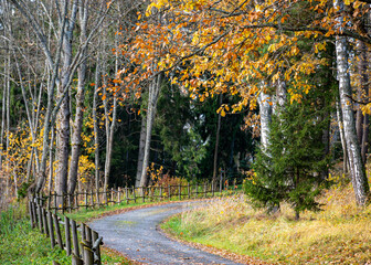 calm autumn landscape, park in autumn colors, colorful tree leaves cover the ground,