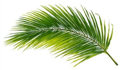 Obraz premium A branch with fresh green leaves and herbs is isolated on a white background