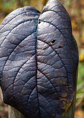 autumn leaf texture, tree leaf close-up