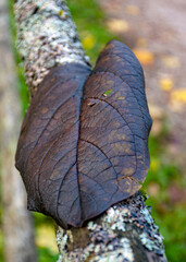 autumn leaf texture, tree leaf close-up