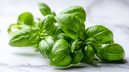 The process of harvesting fresh basil is showcased in indoor kitchen food photography as a means to inspire flavorful cooking and highlight culinary delights through close-up images