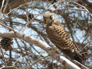 Kestrel perched on tree branch with pine cone and branches as background