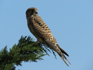 Kestrel perched on tree branch facing right