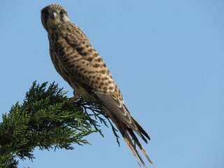 Kestrel perched on tree branch facing camera directly