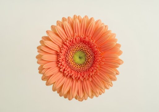 Orange Gerbera Daisy Flower Head Closeup Isolated on White Background