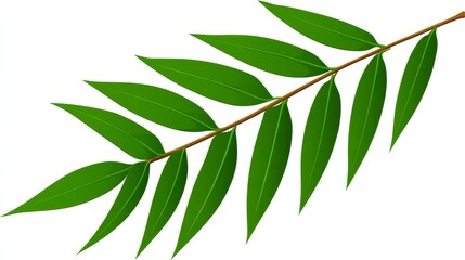 Against a clean white background, fresh green leaves and a branch of foliage are prominently displayed, representing the renewal of spring and the beauty of natural freshness