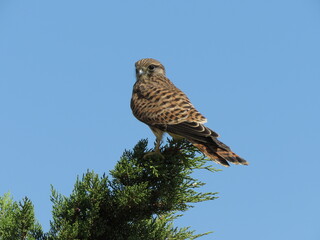Kestrel from behind perched on tree branch with head turned facing camera