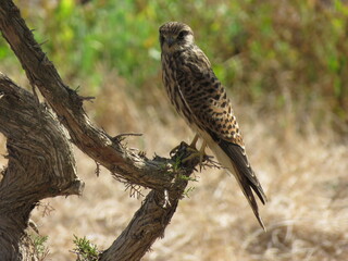 Kestrel perched on tree in side pose facing camera with dry grass as background