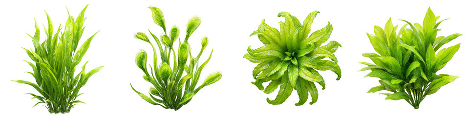 Assorted vibrant aquatic plants for aquarium decoration on transparent background