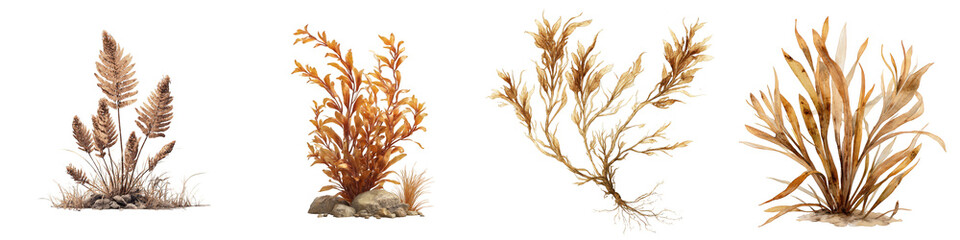 realistic seaweed aquatic plants set on transparent background